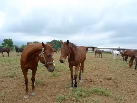 Với cảnh quan hoang sơ, pha chút bí ẩn đậm chất thiên nhiên của núi rừng cao nguyên, khu du lịch này được coi là một điểm đến thú vị. Ảnh: www.coffeetour.com.vn