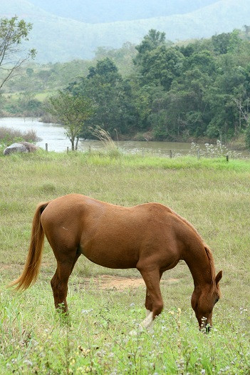 Những chú ngựa nhởn nhơ gặm cỏ quanh chân đồi. Ảnh: www.coffeetour.com.vn