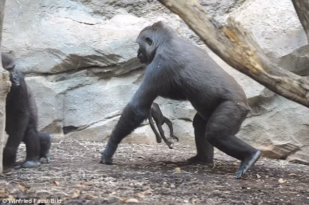 Vào ban đêm, Shira đặt con gái đã chết trên bụng mình ôm ấp, vỗ về và thi thoảng tỉnh dậy, Shira bối rối gương mặt con gái nhỏ nhắn và đau khổ khi cô bé không động đậy.