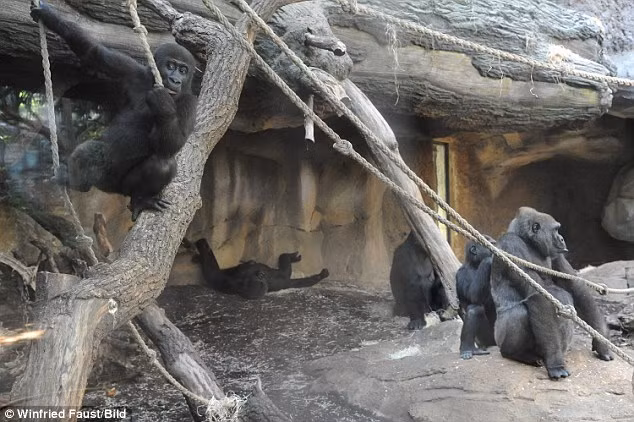 Lần này cũng vậy, Shira ngồi một góc lặng lẽ chảy nước mắt khi những nhân viên đưa xác con gái cô ra ngoài.