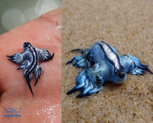 Sên biển Blue Gragon, con rồng xanh nhỏ xíu này không những sở hữu một dáng vẻ xinh đẹp mà còn có bộ cánh màu xanh biếc mê hoặc. 