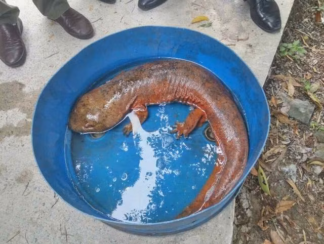 Cuối cùng, ông Triệu đã gọi điện cho cơ quan chức năng để thông báo về sự việc. Khi đến nơi, cảnh sát và chuyên gia đã xác định quả thật con thủy quái bốn chân mà ông Triệu bắt được là kỳ nhông hoang dã, loài vật được liệt vào danh sách động vật cần được bảo vệ cấp độ 2 của quốc gia.