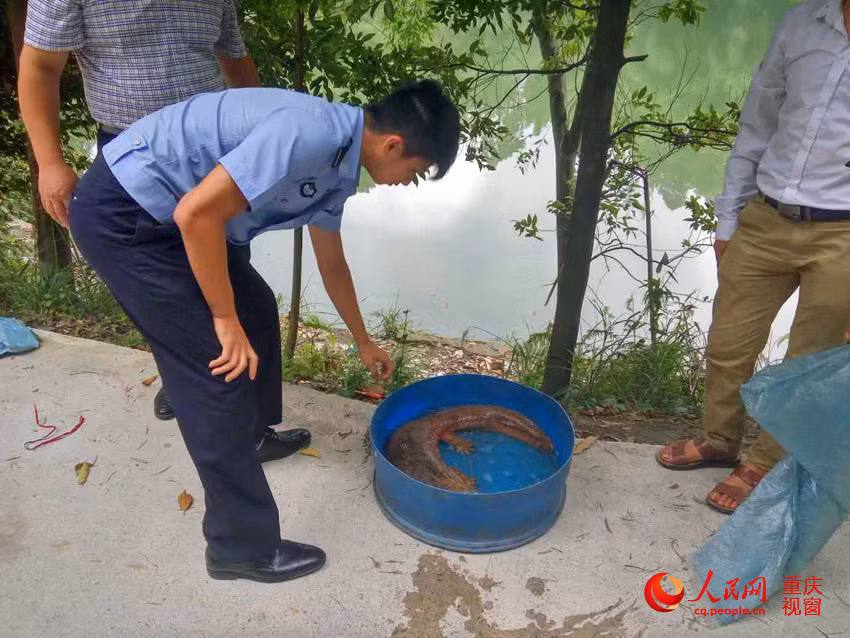 Vào thời điểm đó có người đã trả ông Triệu 10.000 nhân dân tệ (khoảng 35.000.000 đồng) nhưng ông Triệu kiên quyết không bán bởi lúc đó ông đã nghi ngờ con vật này là kỳ nhông khổng lồ hoang dã nhưng không dám xác định, lại sợ nếu bán đi sẽ cấu thành tội danh buôn bán động vật quý hiếm trái phép.