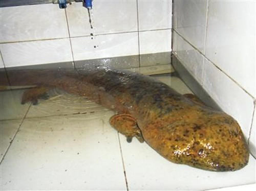 Con kỳ nhông khổng lồ mà ông Triệu bắt được đã được ít nhất 10 tuổi, dài tới 1m và nặng 7,1kg. Sau khi bị bắt và giao cho cơ quan chức năng, con kỳ nhông hoang dã đã được phóng thích vào tự nhiên, trở về môi trường sống quen thuộc của mình.