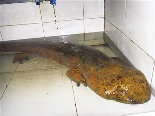 Con kỳ nhông khổng lồ mà ông Triệu bắt được đã được ít nhất 10 tuổi, dài tới 1m và nặng 7,1kg. Sau khi bị bắt và giao cho cơ quan chức năng, con kỳ nhông hoang dã đã được phóng thích vào tự nhiên, trở về môi trường sống quen thuộc của mình.