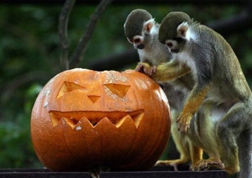 Chuẩn bị Halloween khá sớm, đôi bạn khỉ thăm dò những mẫu bí ngô được yêu thích.