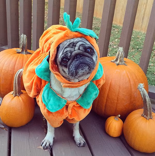Đã chuẩn bị xong hết trang phục và bí ngô cho lễ Halloween, chú chó này vô cùng háo hức chờ mong.