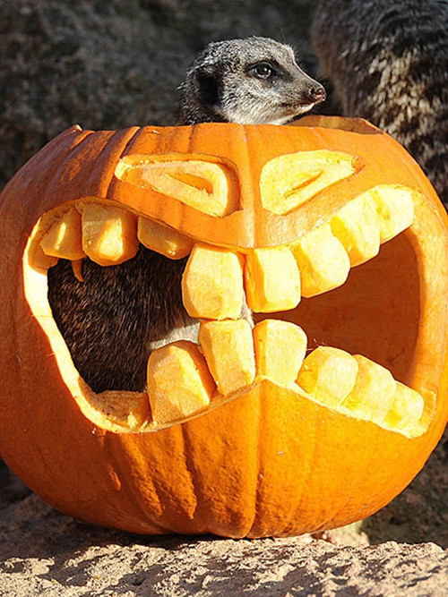 Thực hành đẽo khắc bí ngô ngay từ bây giờ, chú sóc này muốn quyết tâm chiến thắng trong cuộc thi đẽo bí ngô Halloween năm nay.