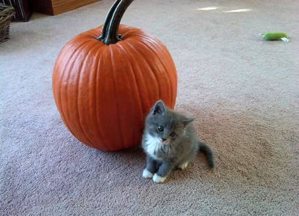 Mèo con nhất quyết đòi quả bí ngô to nhất cho riêng mình, cất từ bây giờ để chờ đến gần lễ hội Halloween đem ra đẽo gọt.