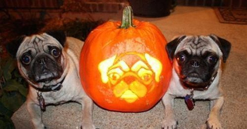 Nhất quyết phải khắc hình mình lên bí ngô, anh em song sinh bulldog háo hức tới Halloween để khoe bạn bè.