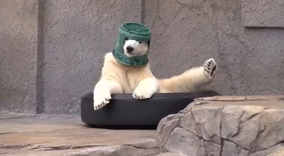 Gấu trắng Bắc cực đội xô tạo dáng cực đáng yêu.