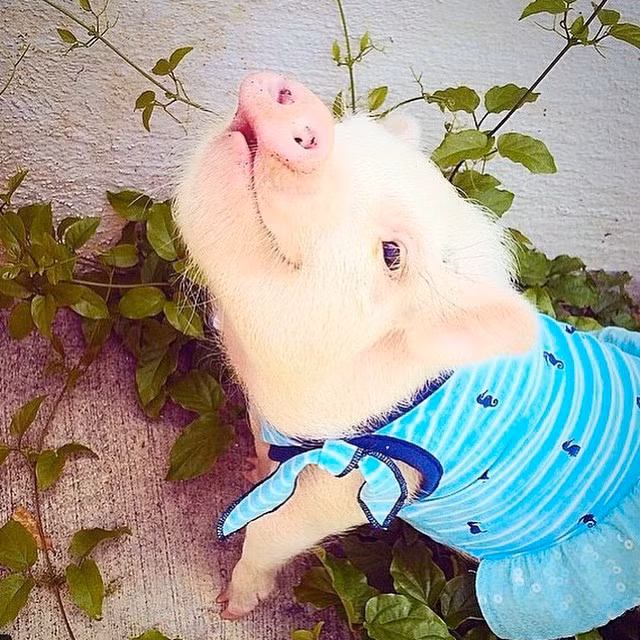 Qua một thời gian gắn bó, Melanie đã thực sự coi Hamlet là một thành viên của gia đình mà không chỉ đơn thuần là thú cưng.