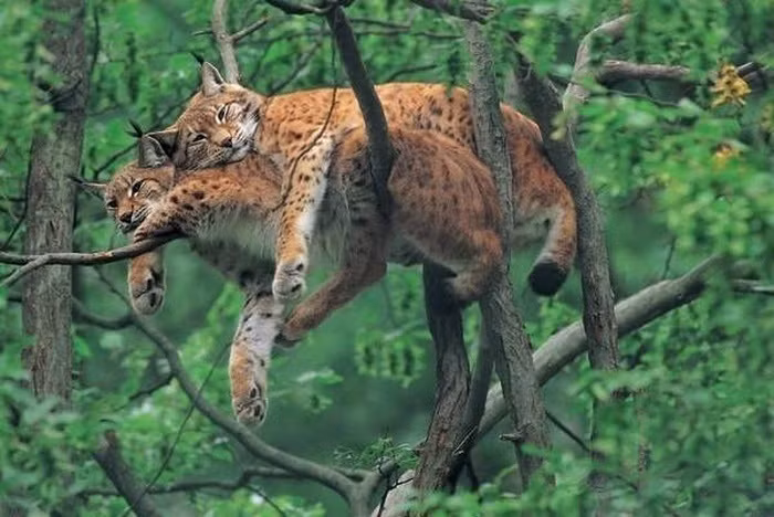 Bị bắt gặp đang âu yếm trên cây, đôi mèo rừng mặt dày đành "giữ nguyên hiện trạng".