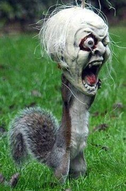 Nhặt được một chiếc đầu lâu trang trí, chú sóc tinh nghịch này đã sẵn sàng cho không khí Halloween.