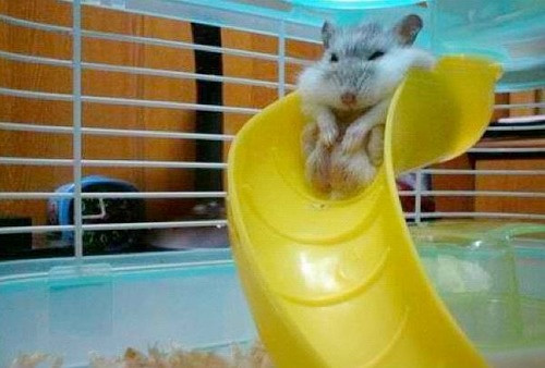 Chỉ ăn không chịu tập thể dục, loài động vật dễ thương này béo đến nỗi mắc kẹt trên cầu trượt không thể trôi xuống.