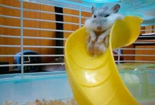 Chỉ ăn không chịu tập thể dục, loài động vật dễ thương này béo đến nỗi mắc kẹt trên cầu trượt không thể trôi xuống.