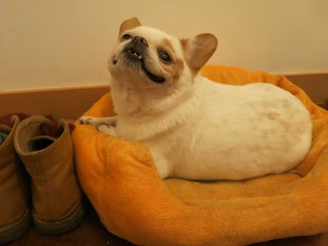 Vì răng sứt nên không dám cười to, cô chó đành hé miệng làm duyên khi cười.