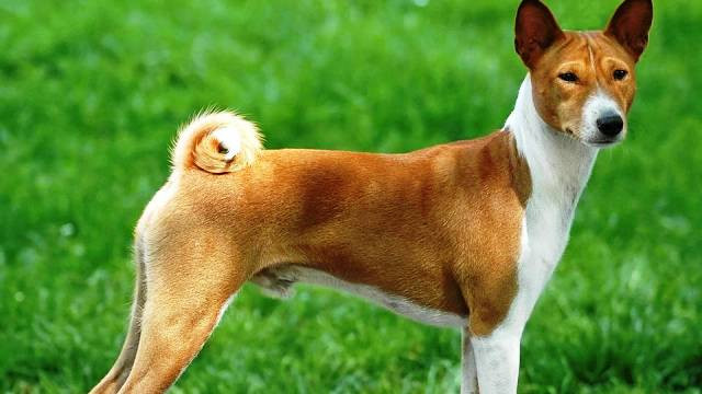 Basenji là một giống chó săn có nguồn gốc từ Trung Phi, là một trong những giống chó săn có nguồn gốc lâu đời nhất. Đồng thời, chúng cũng là giống chó khó đào tạo thứ hai trong tất cả các giống chó và có thể trở nên rất nguy hiểm.