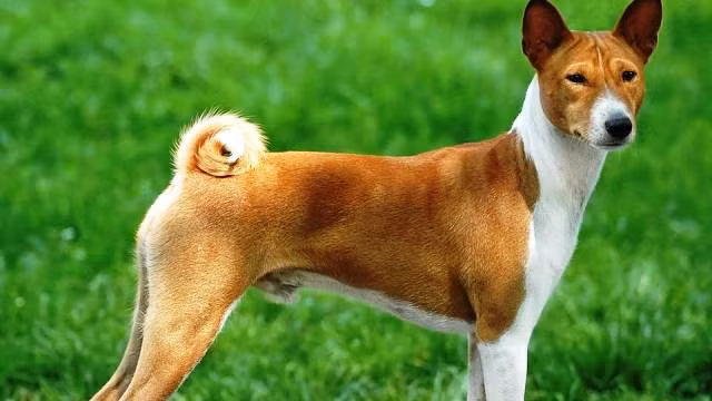 Basenji là một giống chó săn có nguồn gốc từ Trung Phi, là một trong những giống chó săn có nguồn gốc lâu đời nhất. Đồng thời, chúng cũng là giống chó khó đào tạo thứ hai trong tất cả các giống chó và có thể trở nên rất nguy hiểm.