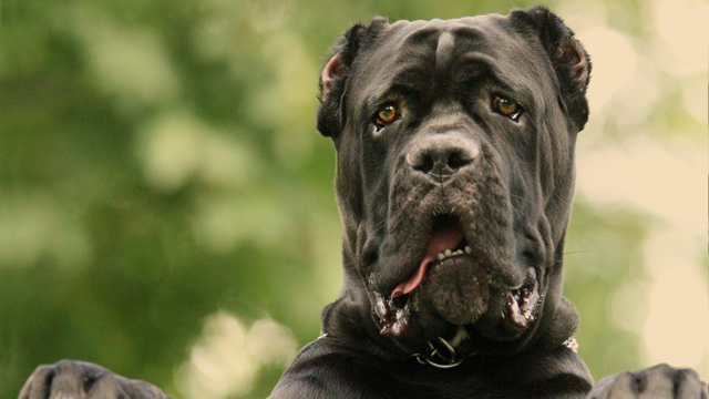 Cane Corso, đây là một loài chó ngao cỡ trung bình-lớn có nguồn gốc từ Ý. Chúng có ưu điểm nhanh nhẹn, sở hữu cơ bắp cực kỳ khỏe và rất nổi bật,là hậu duệ của giống chó được sử dụng trong chiến tranh La Mã, chúng là giống chó tiềm ẩn nguy hiểm.