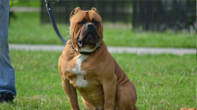 American Bandogge,giống chó vô cùng mạnh mẽ này được lai giữa giống American Pit Bull Terrier và giống Neapolitan Mastiff. Cũng được sử dụng trong chiến đấu,American Bandogge là giống chó ẩn chứa sự nguy hiểm và bộc lộ bản tính hung hăng khó lường trong chiến đấu.