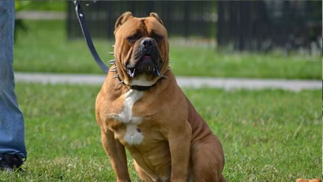 American Bandogge,giống chó vô cùng mạnh mẽ này được lai giữa giống American Pit Bull Terrier và giống Neapolitan Mastiff. Cũng được sử dụng trong chiến đấu,American Bandogge là giống chó ẩn chứa sự nguy hiểm và bộc lộ bản tính hung hăng khó lường trong chiến đấu.