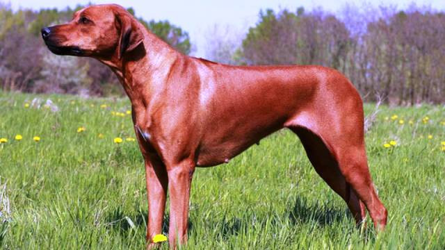 Rhodesian Ridgeback, chó lông xoáy Nam Phi hay còn có biệt danh là chó săn sư tử Phi châu, thông minh nhưng tính tính cực kỳ hung dữ, rất xa cách với người lạ. Là một trong những giống chó nguy hiểm, chúng được biết đến với khả năng kéo một con sư tử ra khỏi con mồi.