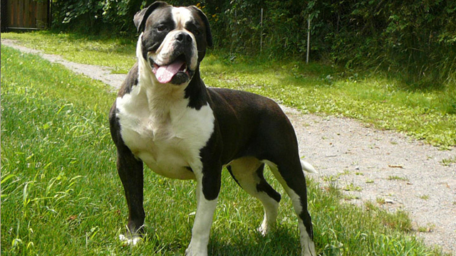 American Bulldoglà một giống chó cực kỳ cơ bắp được ưa chuộng để sử dụng trong việc săn bắt, giữ nhà. Tuy rằng được biết đến với thái độ vui vẻ và thân thiện với mọi người nhưng thỉnh thoảng chúng cũng khiến con người khiếp vía bởi sự bướng bỉnh của mình. Một khi đã say máu, loài chó này sẽ không buông tha con mồi cho đến khi một trong hai bỏ mạng.