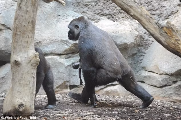 Đã mất đi một đứa con vào năm ngoái, lần này có thai và sinh hạ một cô con gái khác, khỉ mẹ Shira cực kỳ vui mừng và hết sức cưng chiều con gái. Tuy nhiên, bất hạnh đột nhiên kéo đến, đứa trẻ mới biết đi của Shira chết sau một tuần được sinh ra và bà mẹ khỉ đột đau khổ không thể hiểu được lý do tại sao.