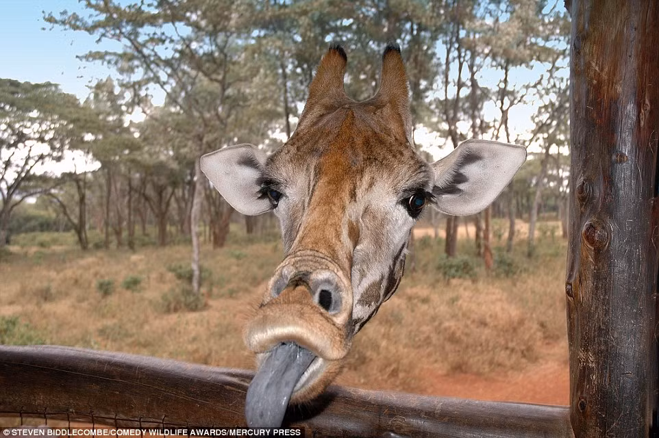 Trêu đùa khách du lịch không đủ, con hươu cao cổ này còn lè chiếc lưỡi xám ra để chọc cười.