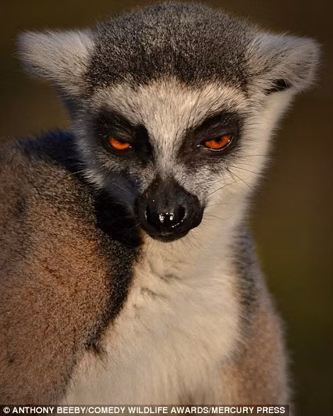 Biểu cảm "thanh niên nghiêm túc" của con vượn cáo này không những không dọa người mà còn khiến nhiều người không nhịn được cười khi nhìn thấy.