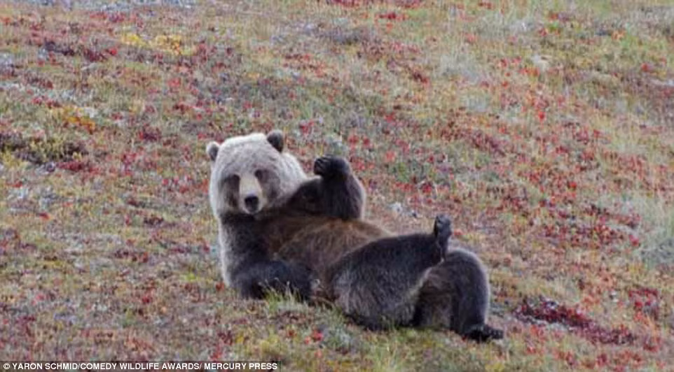 Thấy con người đang chụp lại khoảnh khắc mình tập Yoga, gấu nâu khổng lồ không quên giơ tay chào hỏi đầy thân thiện.