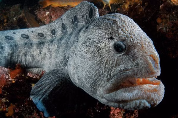 "Quái vật biển sâu" mà anh Hirasaka Hiroshi bắt được có một chiếc đầu khổng lồ cùng với khoang miệng rộng đủ nuốt chửng cả một đứa trẻ, cộng với chiều dài gần 2m và hình thù xấu xí khiến nó không khác gì một con quái vật hung dữ.