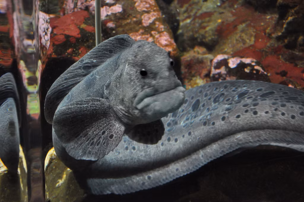 Nơi cư trú ưa thích của loài cá sói là rạn đá ngầm hoặc các thềm đá từ nông sâu đến trung bình, một kẽ nứt, những chiếc hang đá nhỏ.