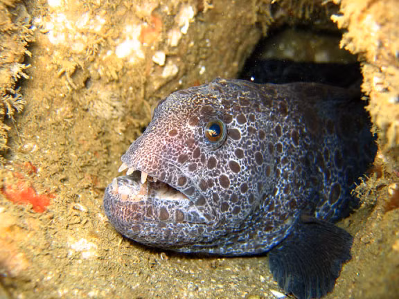 Vào năm 2011, một trận động đất mạnh 8,9 độ Richter đã nuốt chửng tính mạng 18.500 người và gây nên cơn sóng thần, dẫn đến thảm họa hạt nhân được coi là lớn thứ hai thế giới sau thảm họa hạt nhân Chernobyl, Ukraina năm 1986. Những năm trở lại đây, một số vùng nước lân cận nhà máy Fukushima được phát hiện vẫn nhiễm xạ vượt mức an toàn tới 2.500 lần.