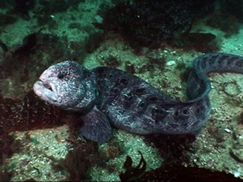 Thức ăn của những con cá sói là động vật giáp xác, cầu gai, sò, nghêu và một số loài cá nhỏ hơn chúng. Để tiêu hóa thức ăn, cá sói nghiền nát con mồi với những chiếc răng sắc nhọn và đôi hàm mạnh mẽ.