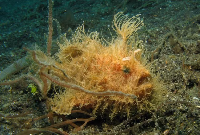 Hầu hết khi mọi người nhìn thấy một cá ếch lông lần đầu tiên, họ thề sẽ không bao giờ lặn xuống đại dương một lần nữa.