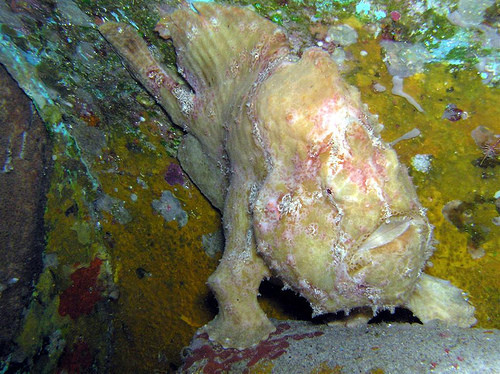 Cá cần câu anglerfish, đây là một loài cá vây chân có vẻ ngoài dọa người mà chẳng ai muốn gặp phải khi lặn xuống đáy đại dương. Tuy vậy cho thịt ngon, nó được xếp hạng thứ 32 trong danh sách "World's 50 most delicious foods" (50 món ngon nhất thế giới) do CNN Go lập năm 2011.