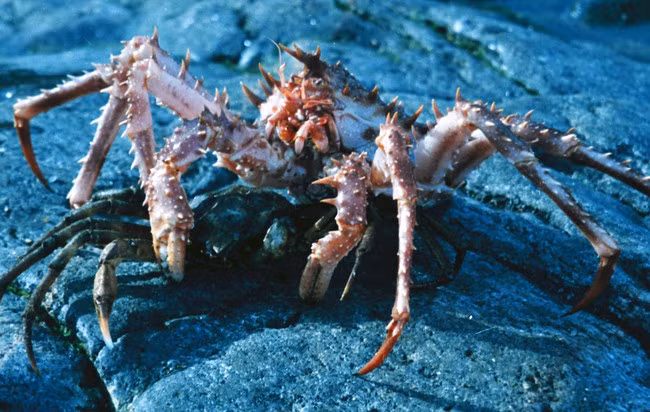 Vua của các loài cua, cua Lithodes maja là loài động vật được tạo ra để ám ảnh những cơn ác mộng của bạn.