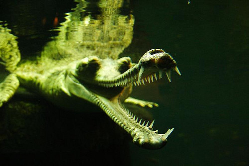 Cá sấu Gharial hay còn gọi là cá sấu Ấn Độ, đây là một trong những loài cá sấu còn sống dài nhất thế giới. Chiều dài cơ thể của cá sấu Gharial có thể lên đến hơn 6m và cực kỳ dọa người, tuy nhiên trái với vẻ ngoài bạo chúa, tính cách của loài cá sấu này lại khá dễ chịu.