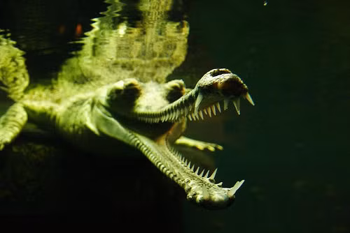 Cá sấu Gharial hay còn gọi là cá sấu Ấn Độ, đây là một trong những loài cá sấu còn sống dài nhất thế giới. Chiều dài cơ thể của cá sấu Gharial có thể lên đến hơn 6m và cực kỳ dọa người, tuy nhiên trái với vẻ ngoài bạo chúa, tính cách của loài cá sấu này lại khá dễ chịu.