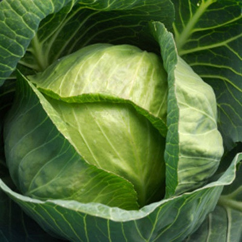 Các nghiên cứu đã chỉ ra rằng bắp cải có chứa hàm lượng rất cao vitamin C, nó có thể dễ dàng giúp cơ thể trong việc chống lại các gốc tự do do đó tăng cường hệ thống miễn dịch.