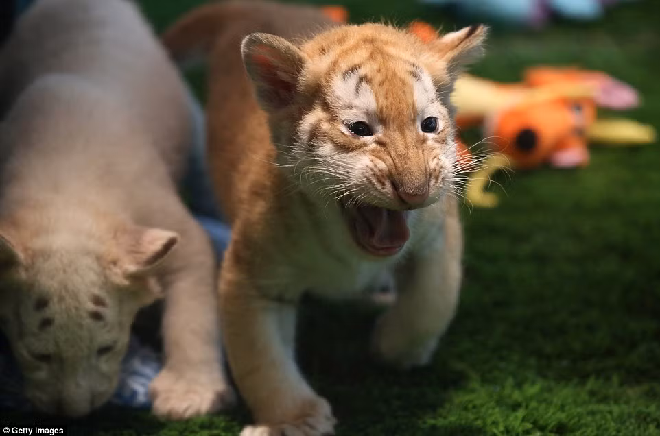 Bốn chú hổ con có mẹ là Indira và cha Svengali, đều là những ngôi sao của "The Secret Garden" (Khu vườn bí mật), một khu bảo tồn động vật hoang dã của cặp tài tử Roy và Siegfried.