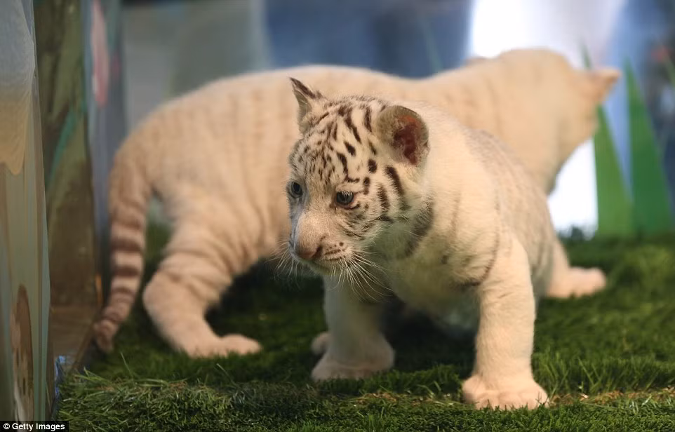 Sự ra đời của Liberty và Maharani là một sự kiện cực kỳ quan trọng. Bộ lông đặc biệt của hai chú hổ trắng này là do sự thiếu hụt một sắc tố cụ thể.