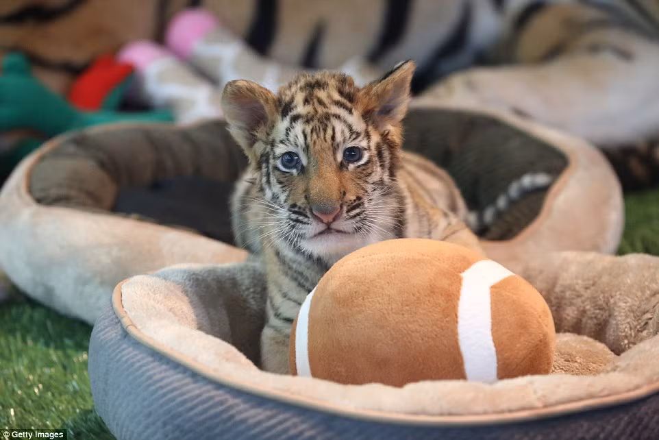 Những chú hổ con đáng yêu đang chơi đùa với đồ chơi trong khu vực an toàn, nơi du khách có thể ngắm nhìn chúng thoải mái.