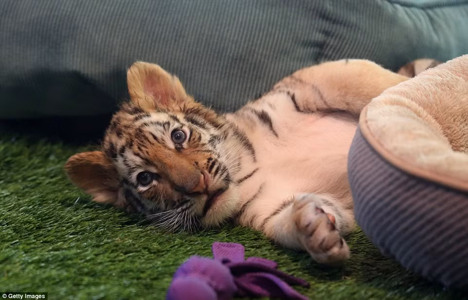 Một người anh em khác của cặp hổ trắng Liberty và Maharani.