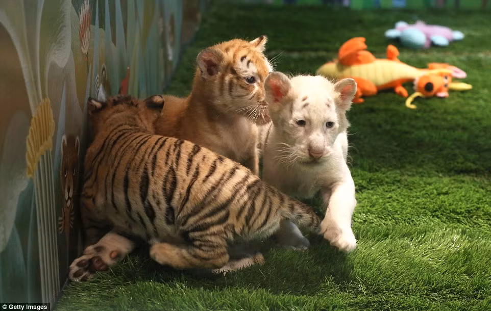 Nghệ sĩ Siegfried nói với phóng viên rằng ông hy vọng sự ra đời của bốn chú hổ con tuyệt đẹp này sẽ đóng một vai trò quan trọng trong nỗ lực bảo vệ loài động vật này.