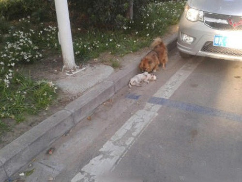 Vào khoảng 17h30 ngày 12/9, giao thông ở một đoạn phố thuộc Hứa Xương, Hà Nam ách tắc khi một chú chó tình cảm kiên quyết không bỏ đi vì muốn canh xác bạn.