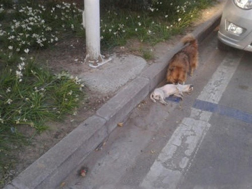 Vừa qua, những người dân ở Hứa Xương, Hà Nam, Trung Quốc được chứng kiến một tình bạn động vật vô cùng cảm động của loài chó. Thấy bạn chết, chú chó tha xác bạn vào lề đường. Sau đó, chó canh xác bạn hàng tiếng đồng hồ.