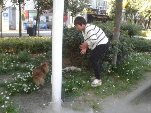 Mặc cho hàng dòng xe bấm còi inh ỏi, chú chó dũng cảm chống chọi, canh xác của bạn hàng tiếng đồng hồ mà không bỏ đi. Chỉ khi có một người phụ nữ trung niên xuống xe, giúp chú chó này di chuyển xác của bạn mình lên một đám đất nhỏ trên vỉa hè, chú chó mới rời khỏi mặt đường.